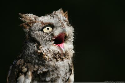Eastern Screech-Owl Otus Asio
