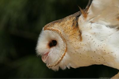 Barn Owl Tyto Alba
