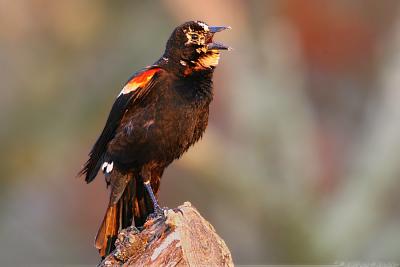 Red-Winged Blackbird Agelaius Phoeniceus