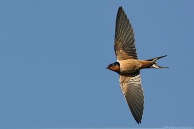 Barn Swallow Hirundo Rustica