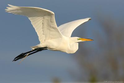 Great Egret Ardea Alba