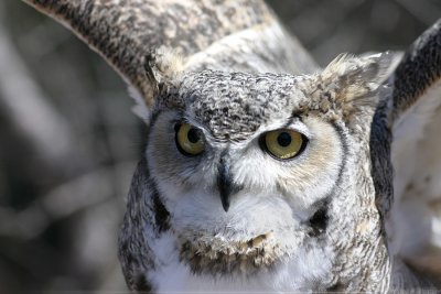 Great Horned Owl Bubo Virginianus