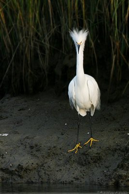 Snowy Egret Egretta Thula