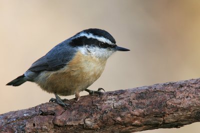 Red Breasted Nuthatch <i>Sitta Canadensis</i>