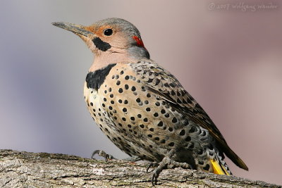 Northern Flicker Colaptes auratus cafer (Red-Shafted)