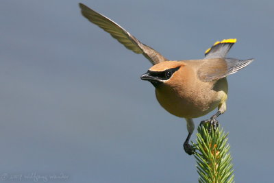 Yellowstone's Birds