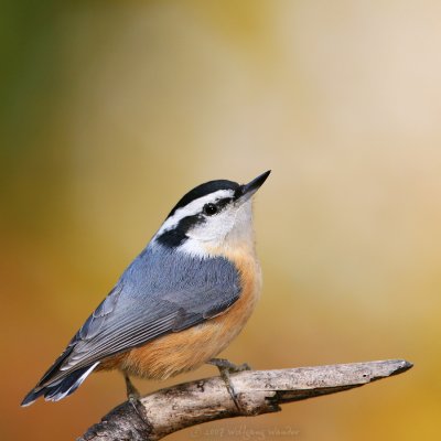 Nuthatches  & Woodpeckers