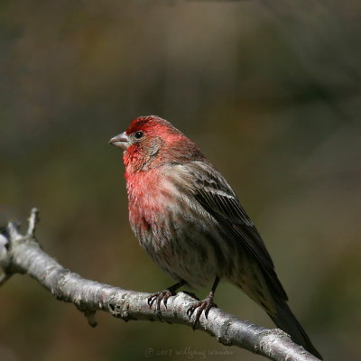 Purple Finch Carpodacus purpureus