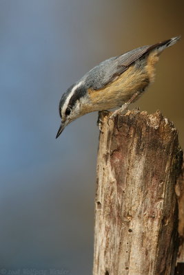 Red Breasted Nuthatch Sitta canadensis