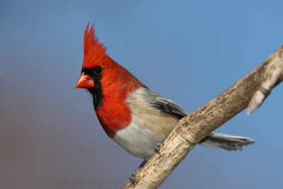 Northern-Capped Chickinal Cardinalis Atricapilla