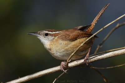 Carolina Wren Thryothorus ludovicianus