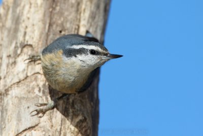 Red Breasted Nuthatch Sitta canadensis