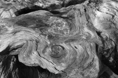 Driftwood