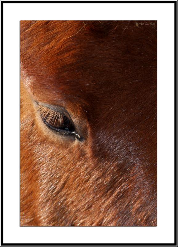 Pony Eye