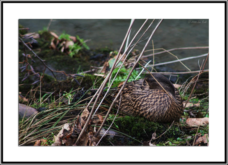 Duck hiding
