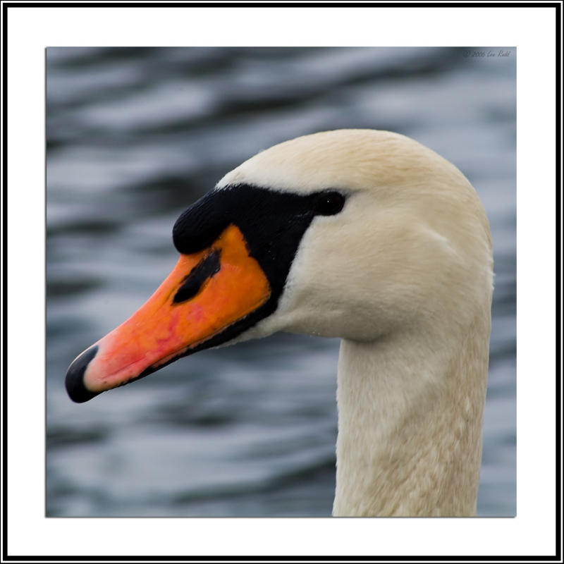 Swanning around