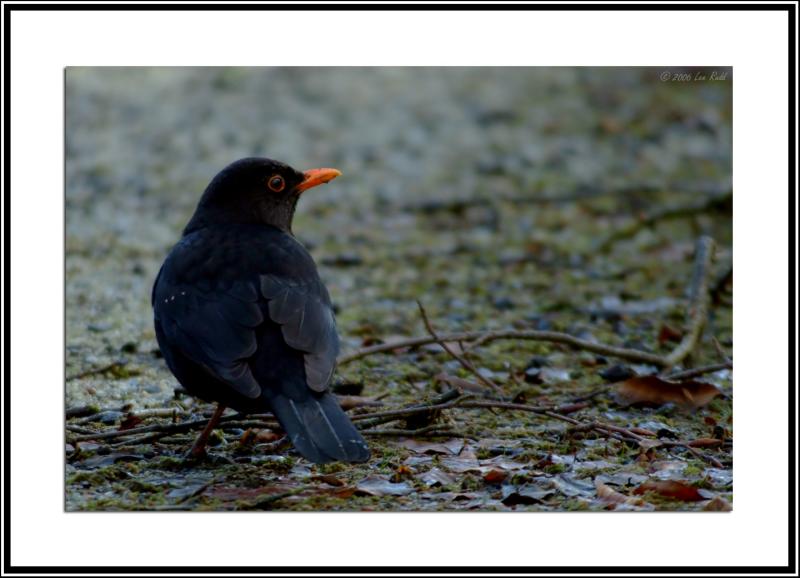 Blackbird