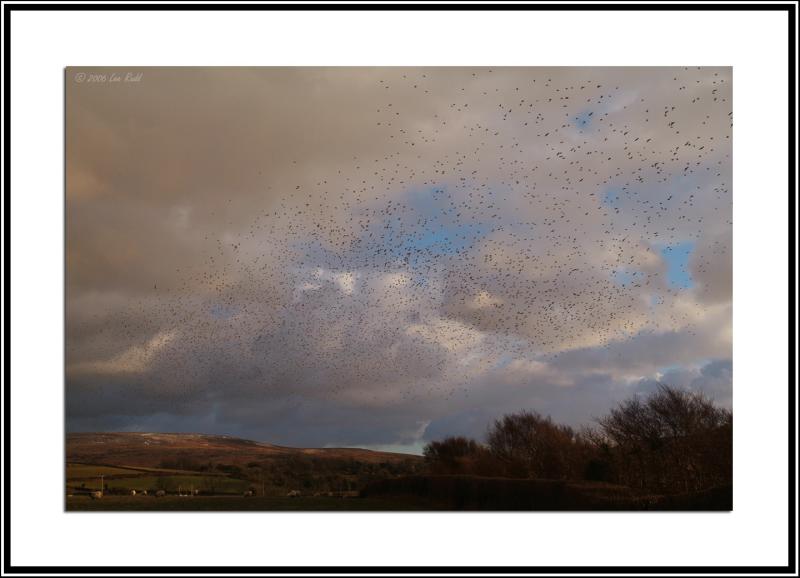 Home to Roost