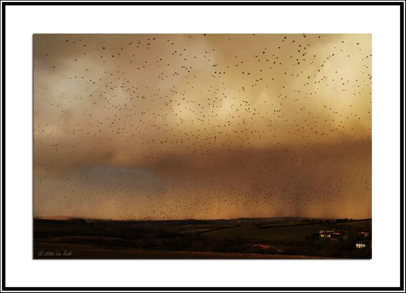 Storm and Starlings