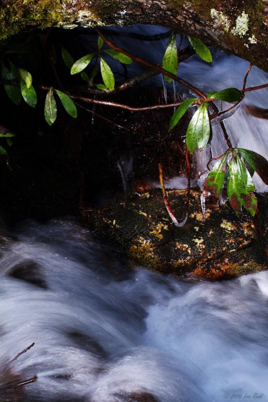 Frozen Tree in stream