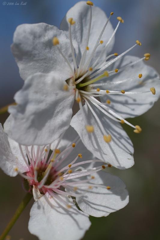 Blossom