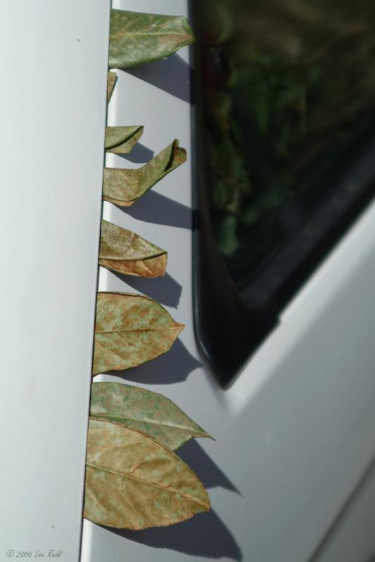 Leaf Load