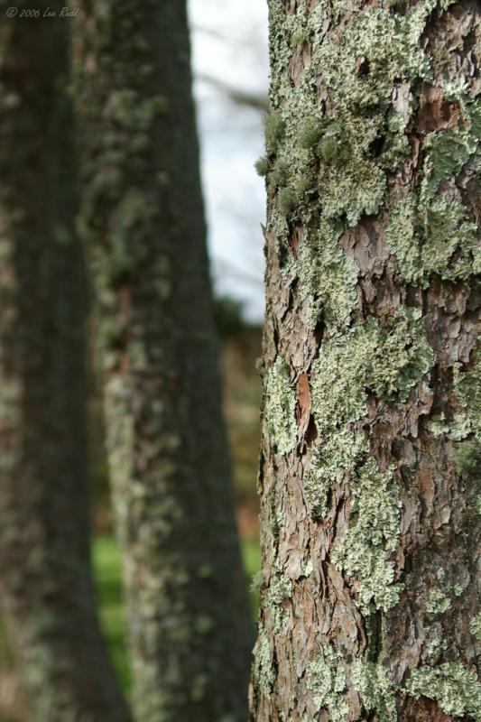 Lichen Growth