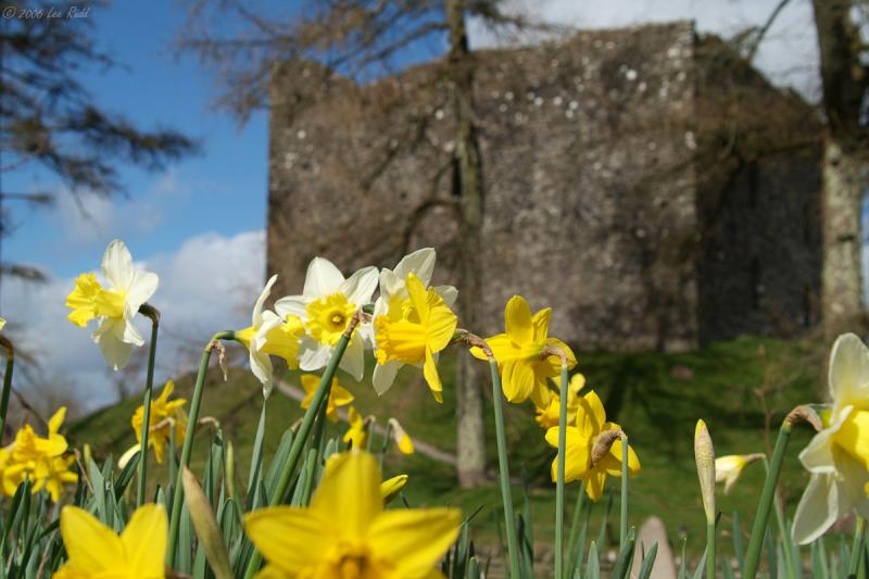 Daffordils and Lydford Castle