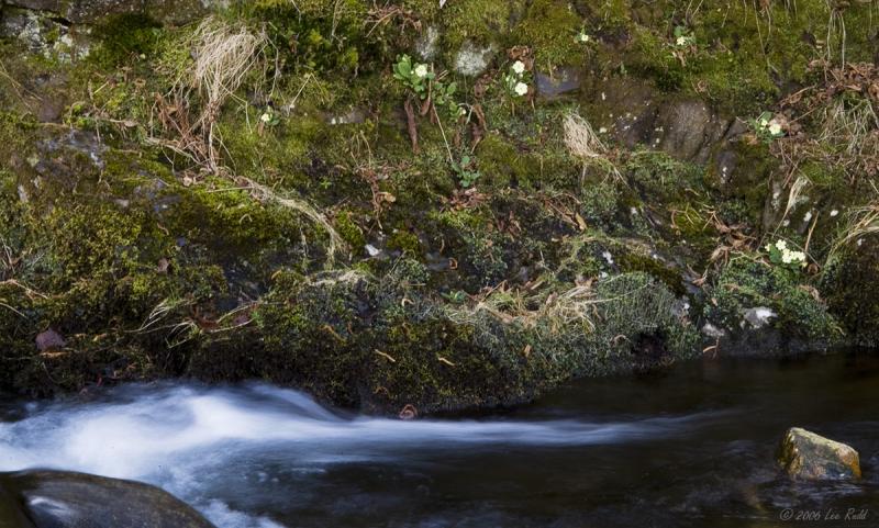 Primrose Bank