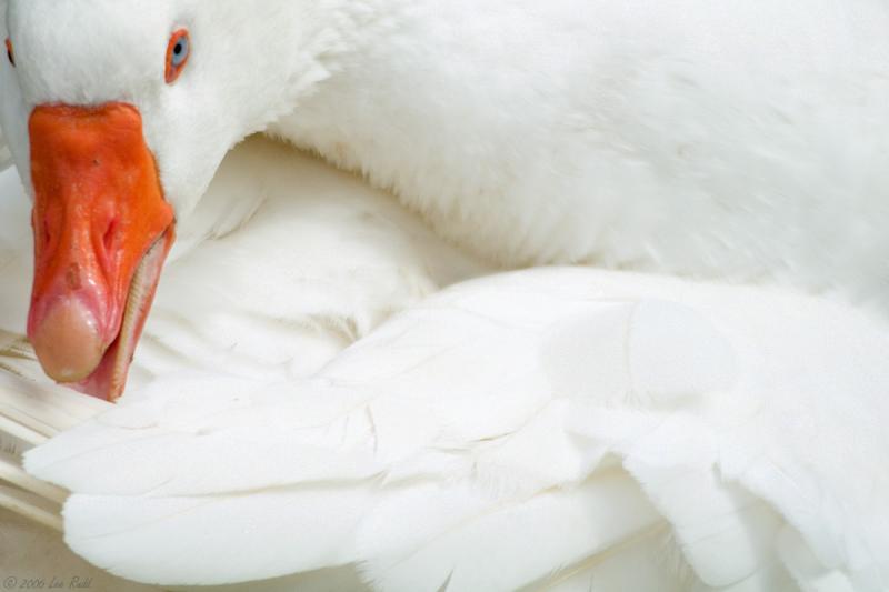 Goosey