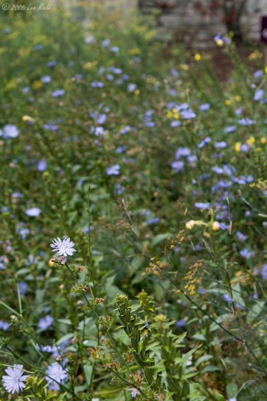 Wild Garden