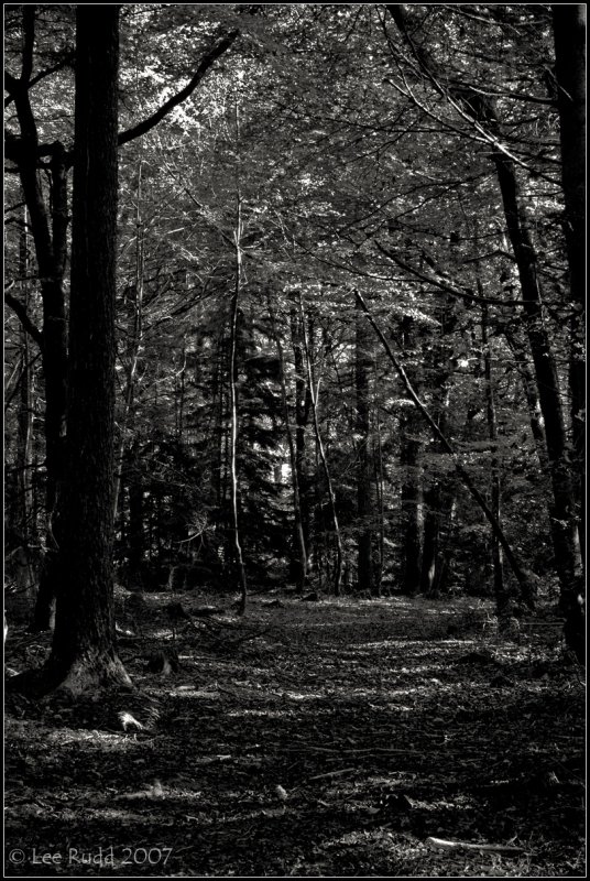 Under the Canopy