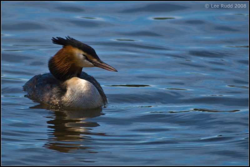 Great Crested Grebe