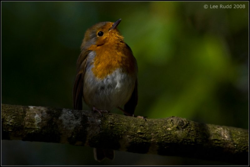 Robin