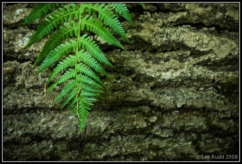 Fern and Bark