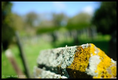 Multicolour Lichen