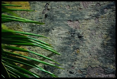 Fronds and Walls