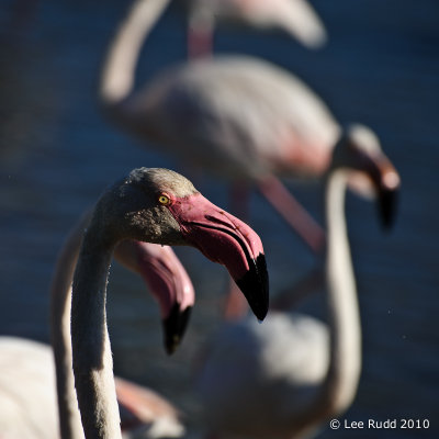 Flamingo Head