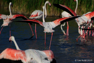 Flamingo Spread