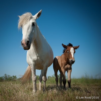 Mother and Foal