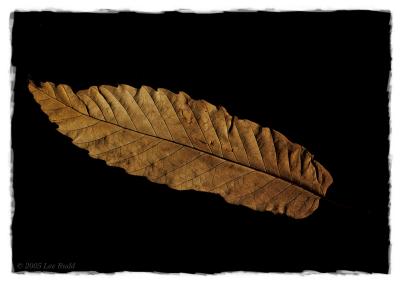 Dead Leaf