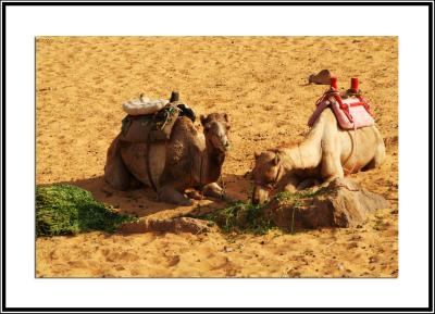Camel lunch