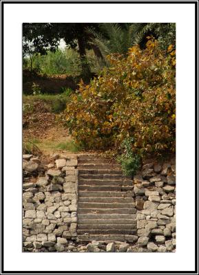 Overgrown Steps