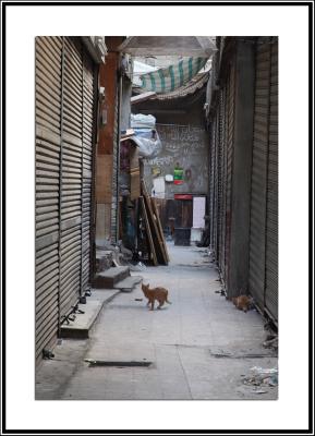 Alley Cats