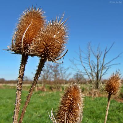 Teazle Landscape
