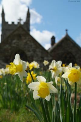 Daffodils and St Petrock's Church