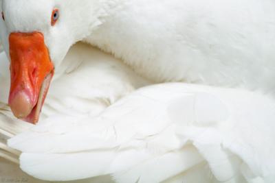 Goosey