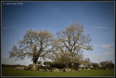 Two Trees