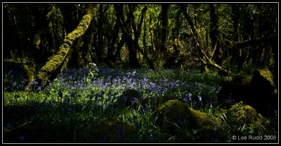 Bluebells and shadows