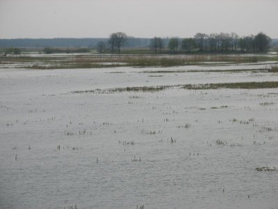 Podtopione łąki przy Białym Grądzie(IMG_6510.jpg)